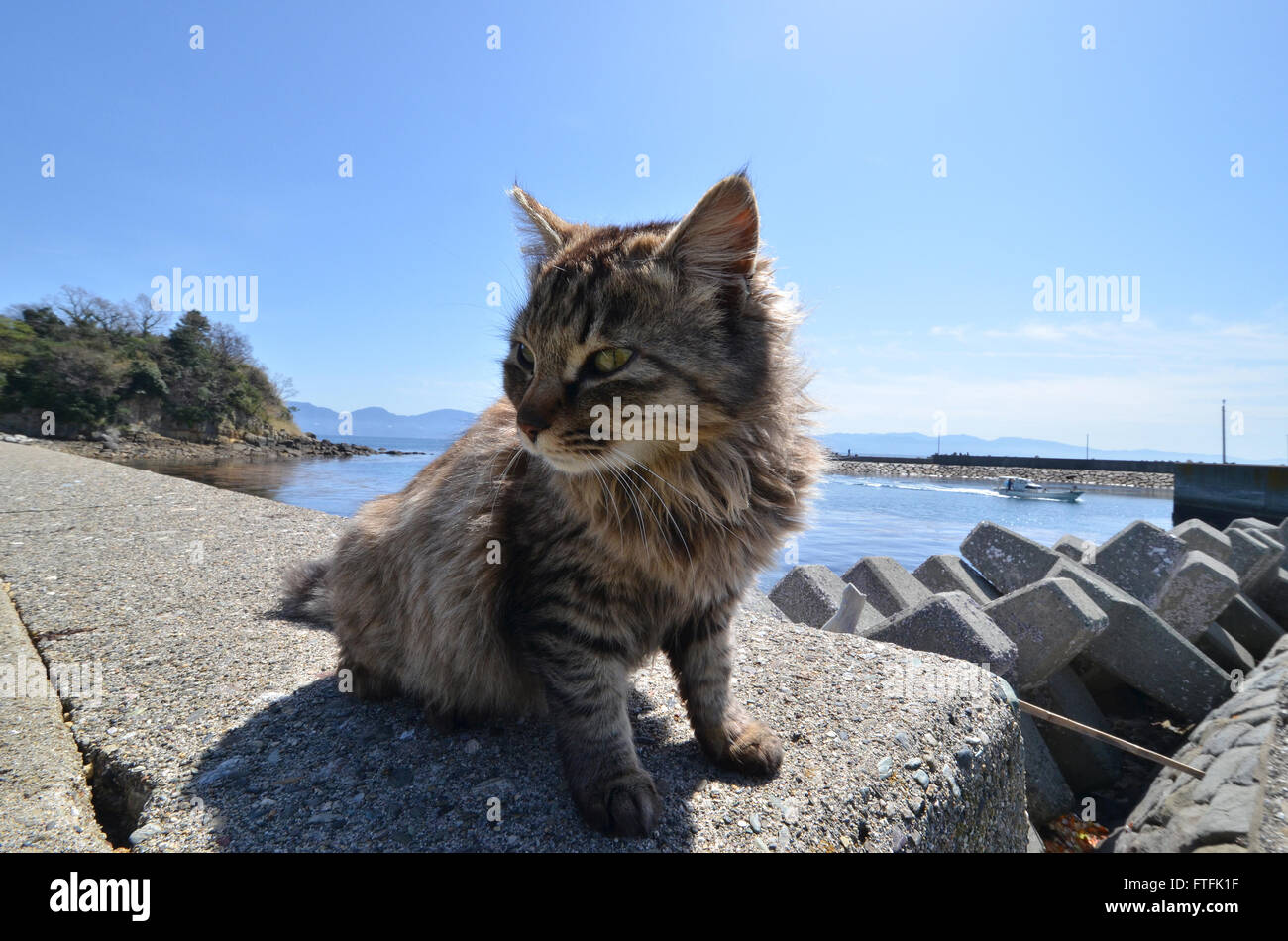 Tuesday. 22nd Mar, 2016. An army of cats inhabit the cat paradise of Aoshima island, off the coast of Ozu city in Ehime prefecture on Tuesday, March 22, 2016. More than 100 cats live on the tiny island which has only 16 elderly residents. The cats were originally brought to the island to kill the mice infesting local fishermen's boats. © Yoshio Tsunoda/AFLO/Alamy Live News Stock Photo