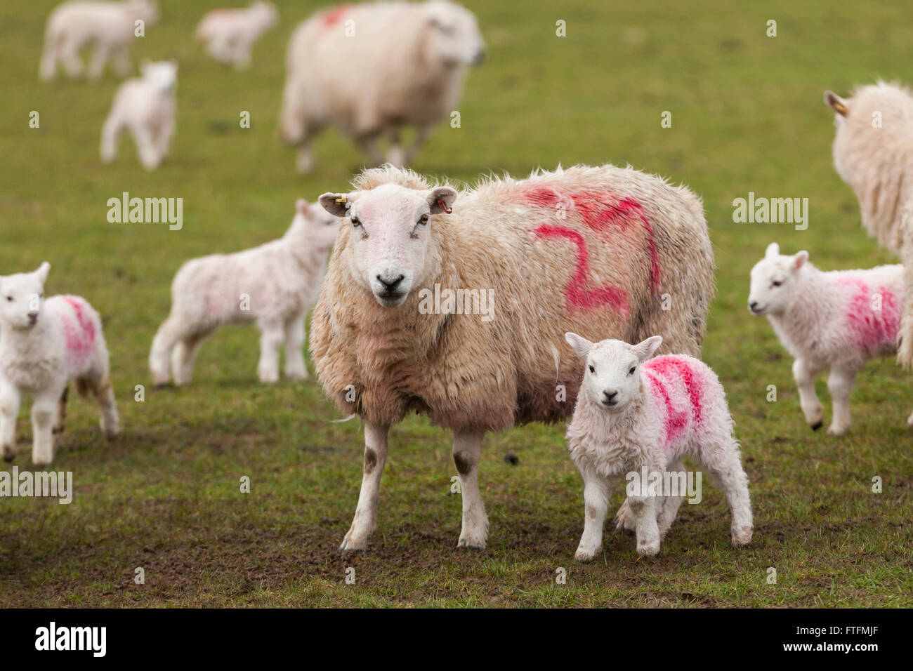Numbered sheep and lambs in a field during lambing season Stock Photo