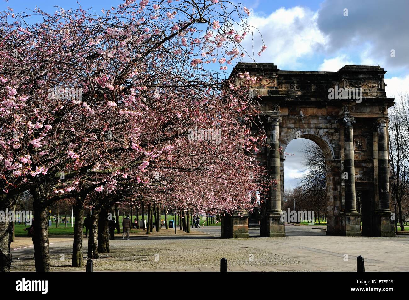 Glasgow, UK. 28th Mar, 2016. Cherry blossom and spring sunshine in