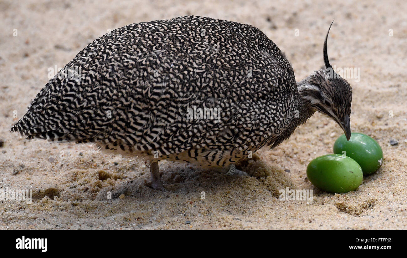 Walsrode, Germany. 17th Mar, 2016. An elegant crested tinamou looking at eggs at the World Bird Park in Walsrode, Germany, 17 March 2016. More than 4,000 birds of roughly 675 different types live in the World Bird Park. Photo: Holger Hollemann/dpa/Alamy Live News Stock Photo