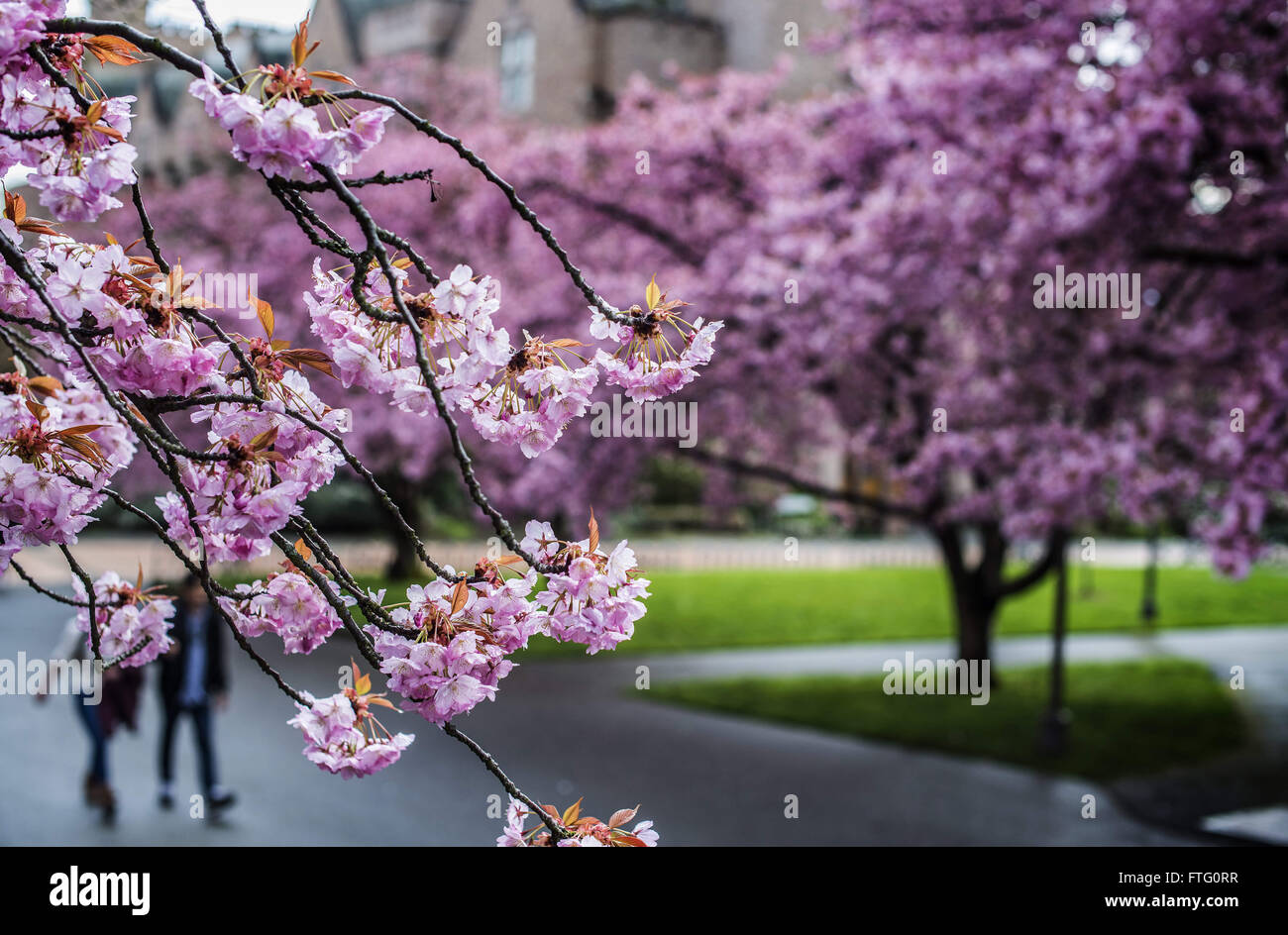 Seattle, California, USA. 21st Mar, 2016. Cherry blossoms and moss covered branches beautify the campus of the University of Washington. It was the first week of spring and many Seattle locals visited to see floral display on the groves that fill the green spaces on campus. The cherry trees on were moved to campus from a location near the Montlake Bridge and planted in 1962 when they were already more than 20 years old. The trees, now over 80 years old. © Bruce Chambers/ZUMA Wire/Alamy Live News Stock Photo