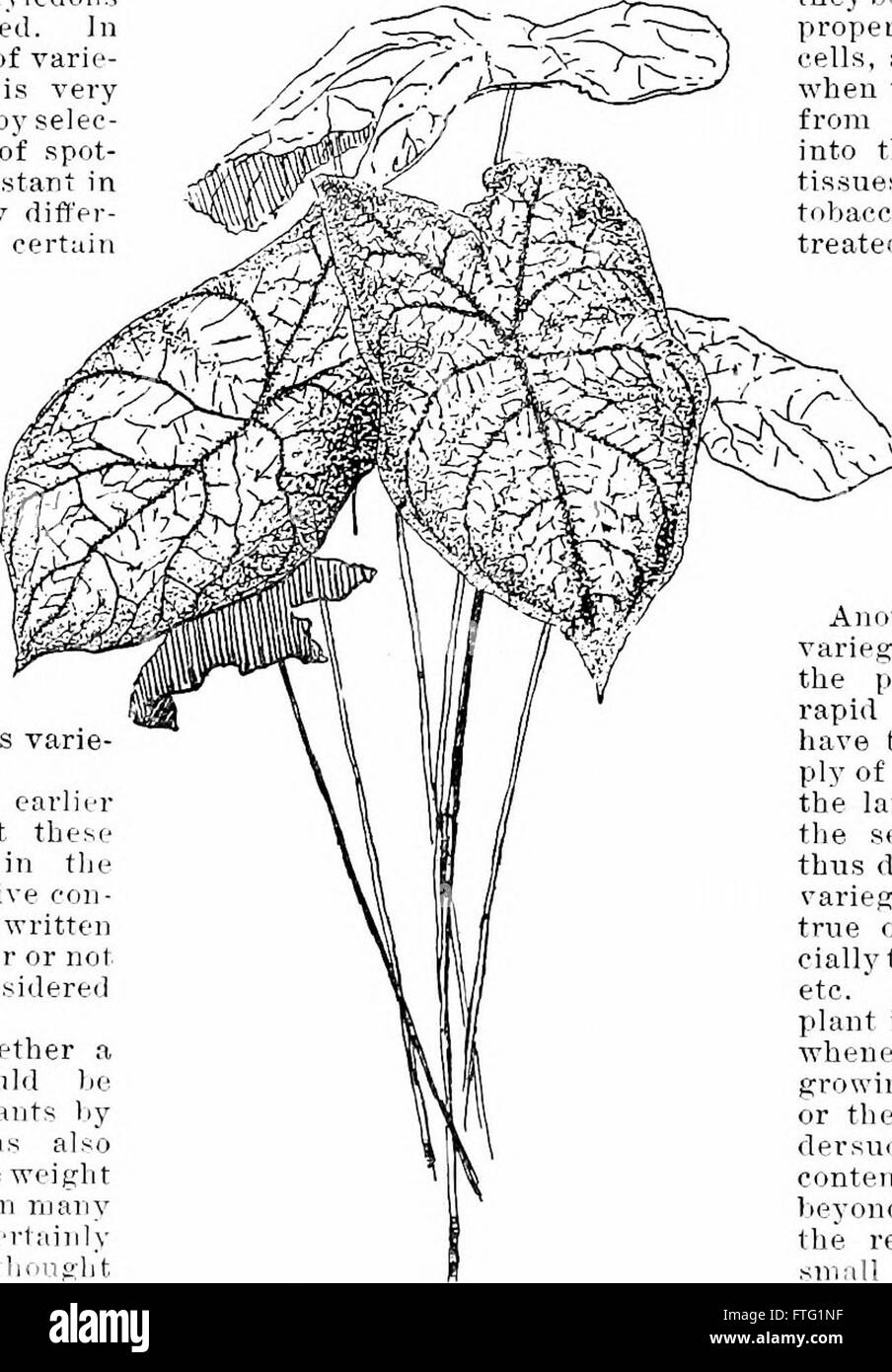 Cyclopedia of American horticulture, comprising suggestions for cultivation of horticultural plants, descriptions of the species of fruits, vegetables, flowers, and ornamental plants sold in the Stock Photo