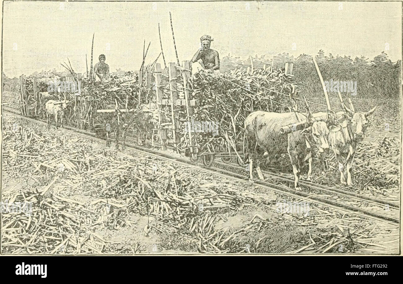 Der Tropenpflanzer; zeitschrift fr tropische landwirtschaft Stock Photo