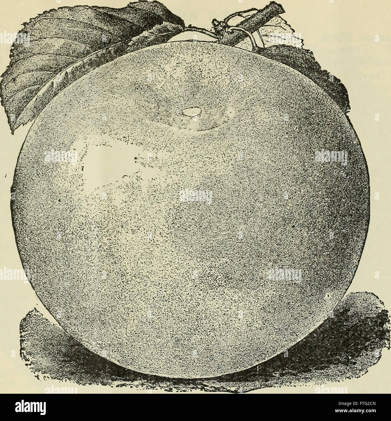 Descriptive and illustrated catalogue of fruit and ornamental trees, shrubs, plants (1900) Stock Photo