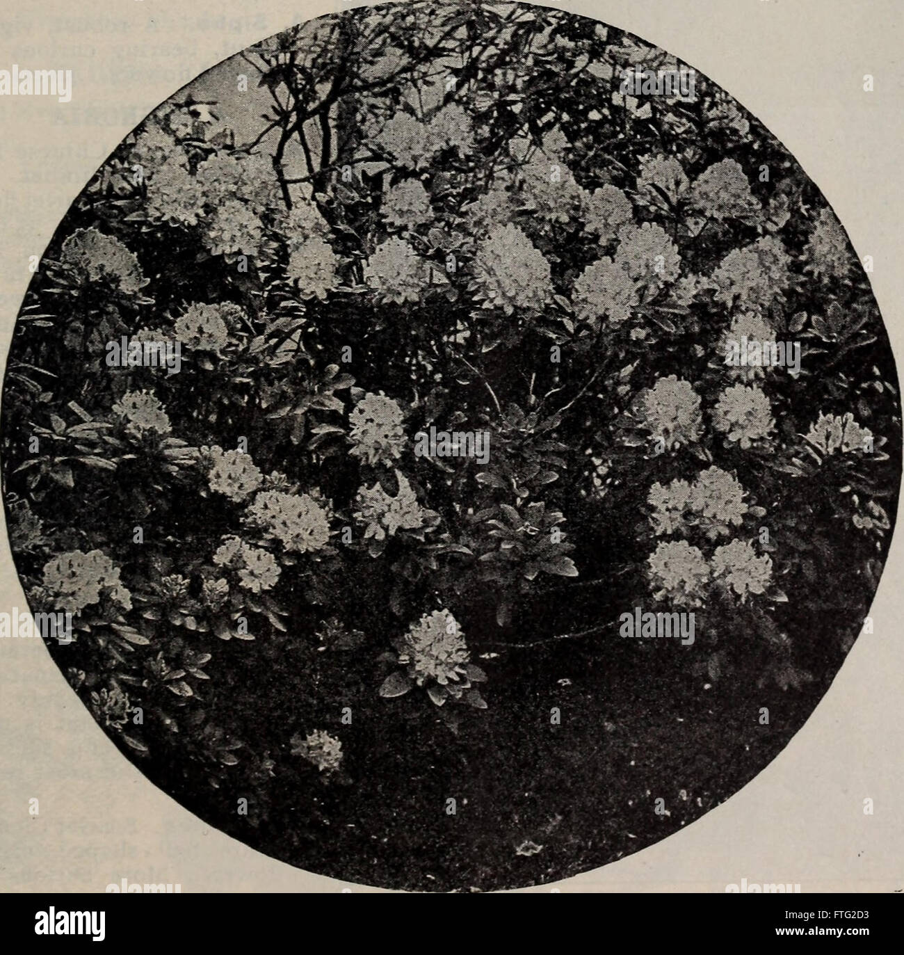 A 1902 catalog describing a variety of trees, shrubs, and plants