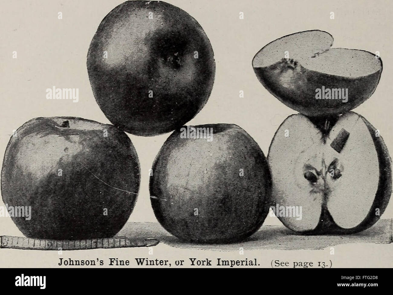 Descriptive catalogue of fruit and ornamental trees - grape-vines, small fruits, shrubs, plants, etc. (1902) Stock Photo
