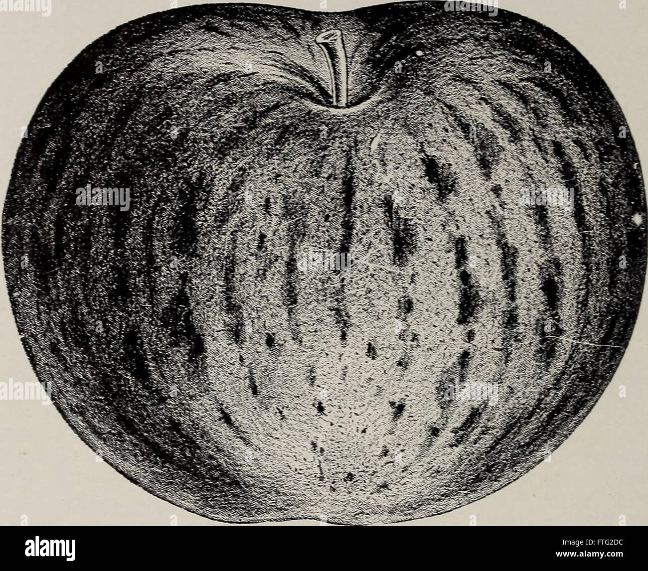 Descriptive catalogue of fruit and ornamental trees - grape-vines, small fruits, shrubs, plants, etc. (1902) Stock Photo