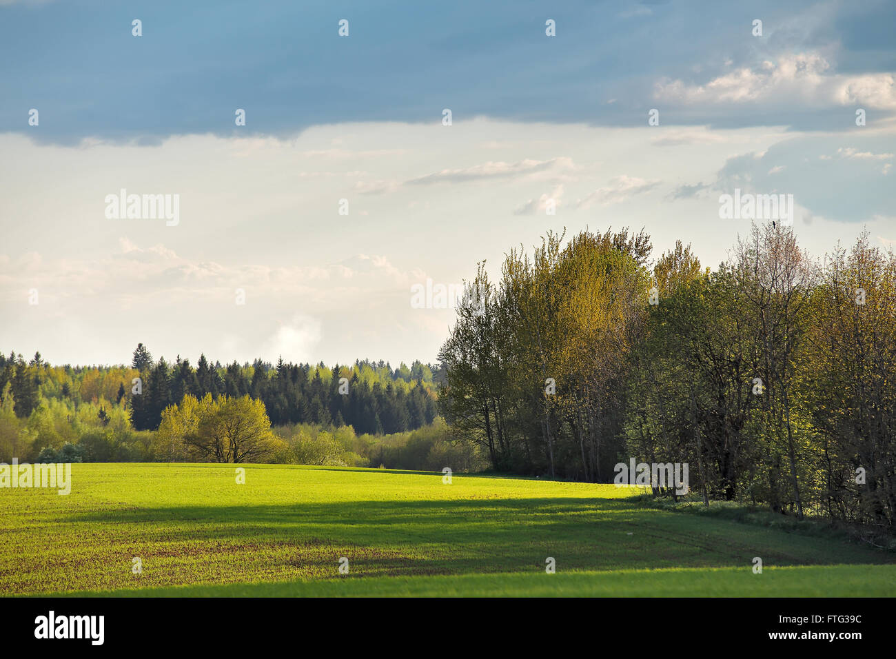 Big green sunny tree hi-res stock photography and images - Alamy