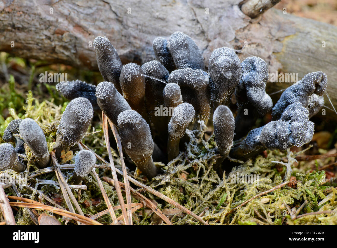 Dead Man's Fingers fungi (Xylaria polymorpha) Stock Photo