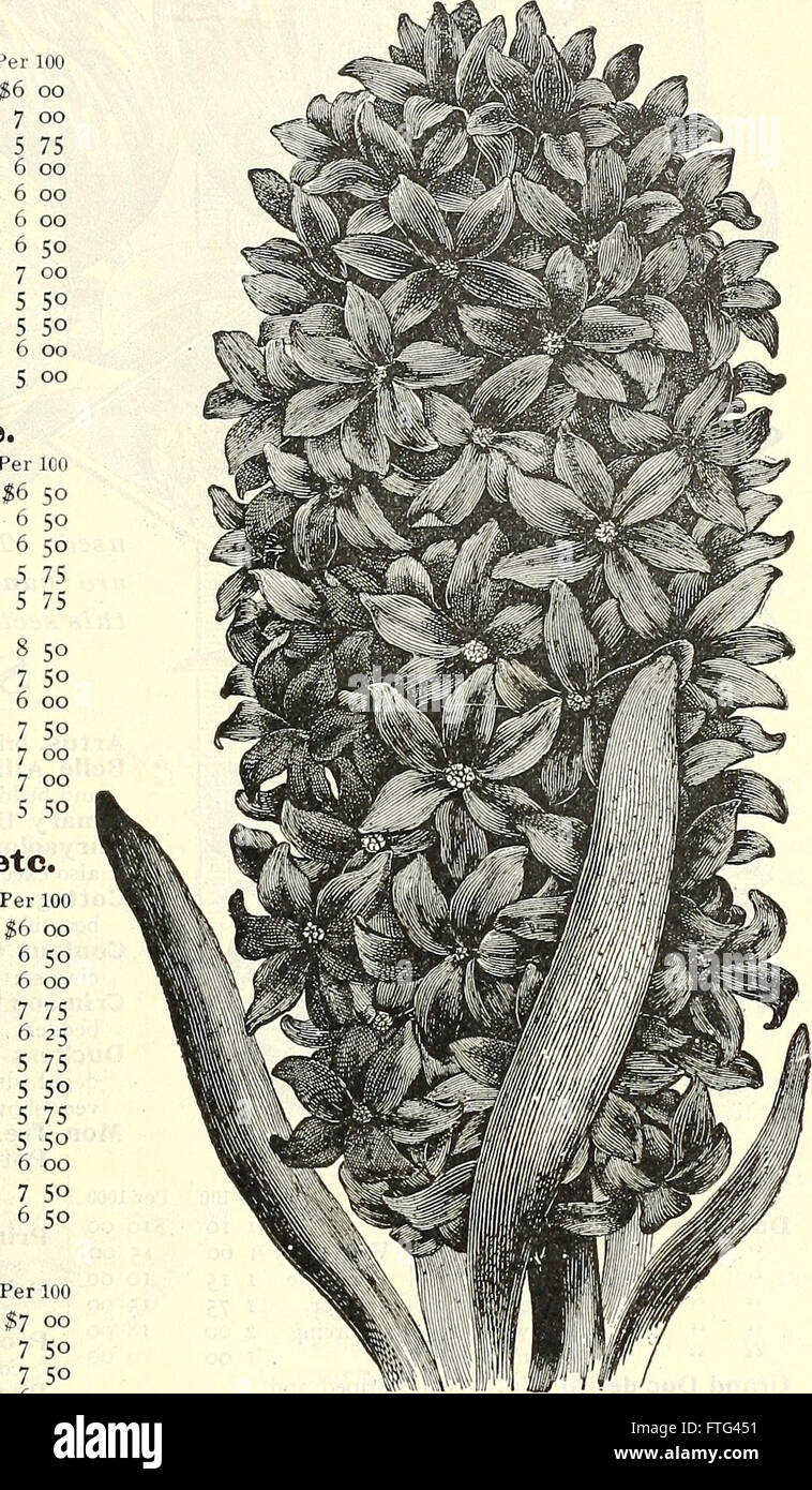 Dreer's wholesale price list - bulbs plants flower seeds vegetable seeds grass seeds fertilizers, insecticides, tools, etc (1904) Stock Photo
