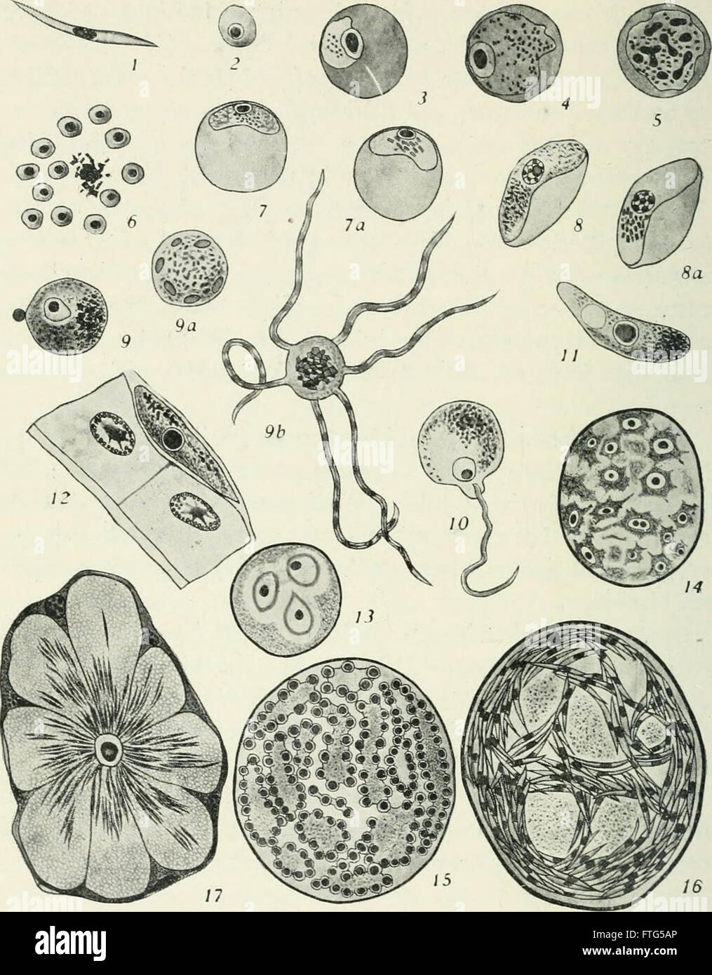 This 1906 work on entomology explores the biological and economic ...