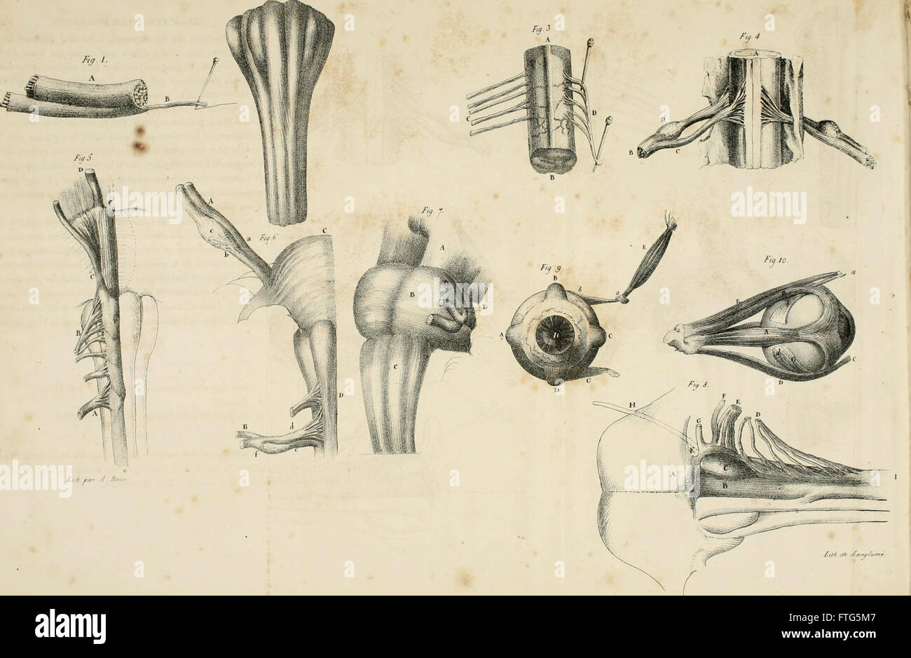 Exposition du systC3A8me naturel des nerfs du corps humain - suivie des mC3A9moires sur le mC3AAme sujet, lus devant la SociC3A9tC3A9 Royale de Londres (1825) Stock Photo
