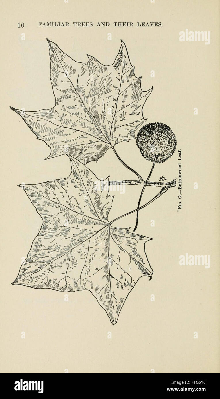 Familiar trees and their leaves, described and illustrated by F. Schuyler Mathews, with illus. in colors and over two hundred drawings by the author, and an introd. by L.H. Bailey (Page 10) Stock Photo