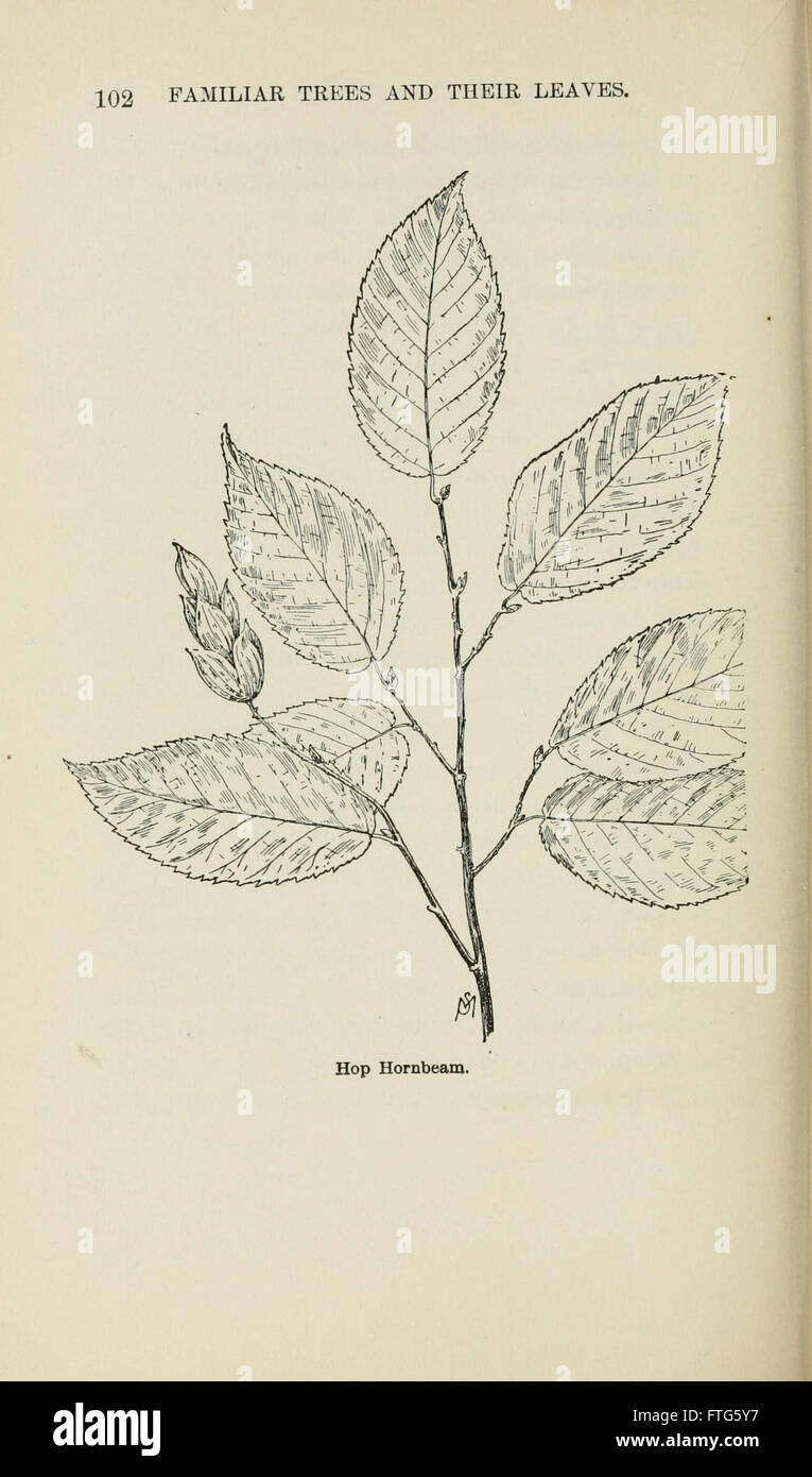 Familiar trees and their leaves, described and illustrated by F. Schuyler Mathews, with illus. in colors and over two hundred drawings by the author, and an introd. by L.H. Bailey (Page 102) Stock Photo