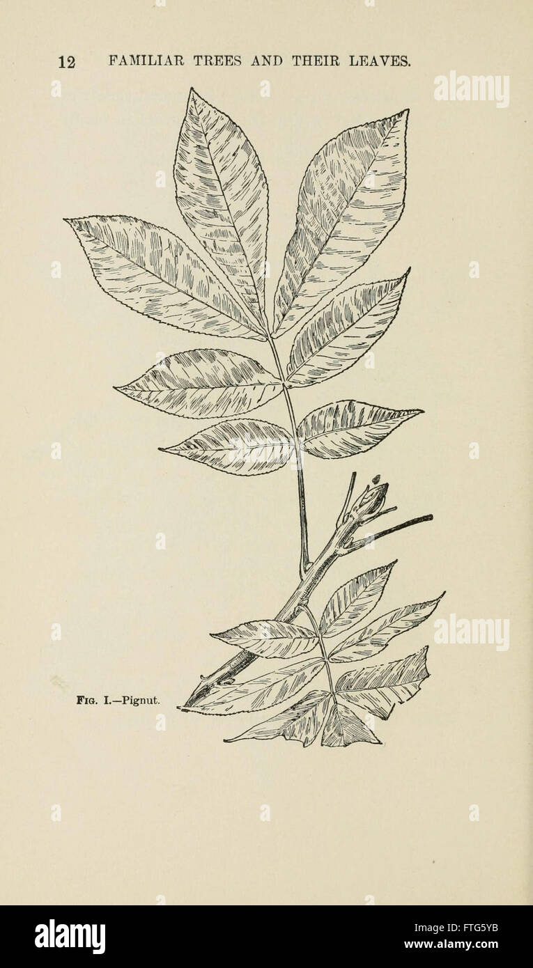 Familiar trees and their leaves, described and illustrated by F. Schuyler Mathews, with illus. in colors and over two hundred drawings by the author, and an introd. by L.H. Bailey (Page 12) Stock Photo