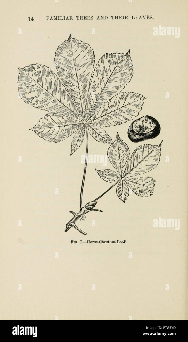 Familiar trees and their leaves, described and illustrated by F. Schuyler Mathews, with illus. in colors and over two hundred drawings by the author, and an introd. by L.H. Bailey (Page 14) Stock Photo