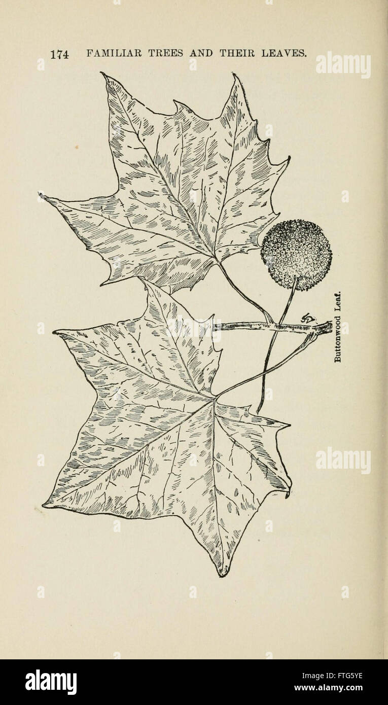 Familiar trees and their leaves, described and illustrated by F. Schuyler Mathews, with illus. in colors and over two hundred drawings by the author, and an introd. by L.H. Bailey (Page 174) Stock Photo