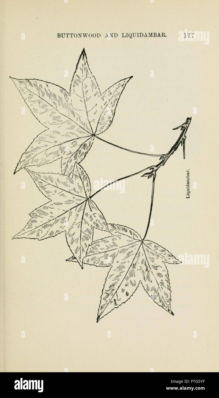 Familiar trees and their leaves, described and illustrated by F. Schuyler Mathews, with illus. in colors and over two hundred drawings by the author, and an introd. by L.H. Bailey (Page 177) Stock Photo