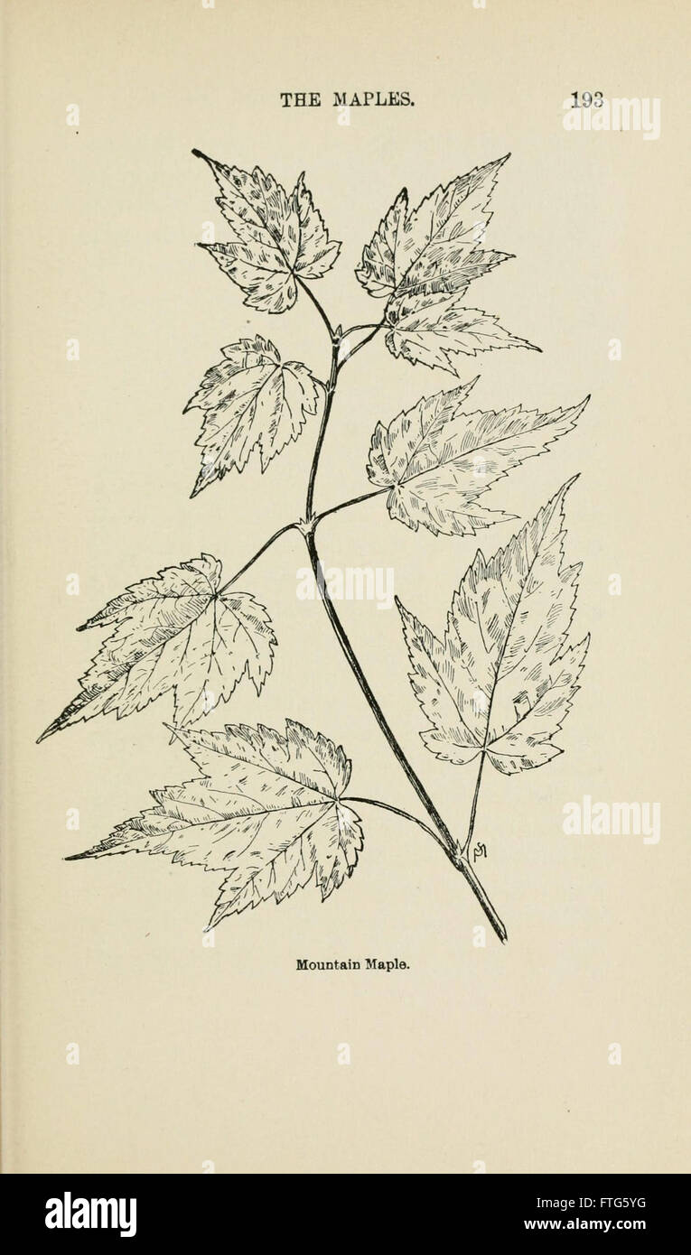 Familiar trees and their leaves, described and illustrated by F. Schuyler Mathews, with illus. in colors and over two hundred drawings by the author, and an introd. by L.H. Bailey (Page 193) Stock Photo