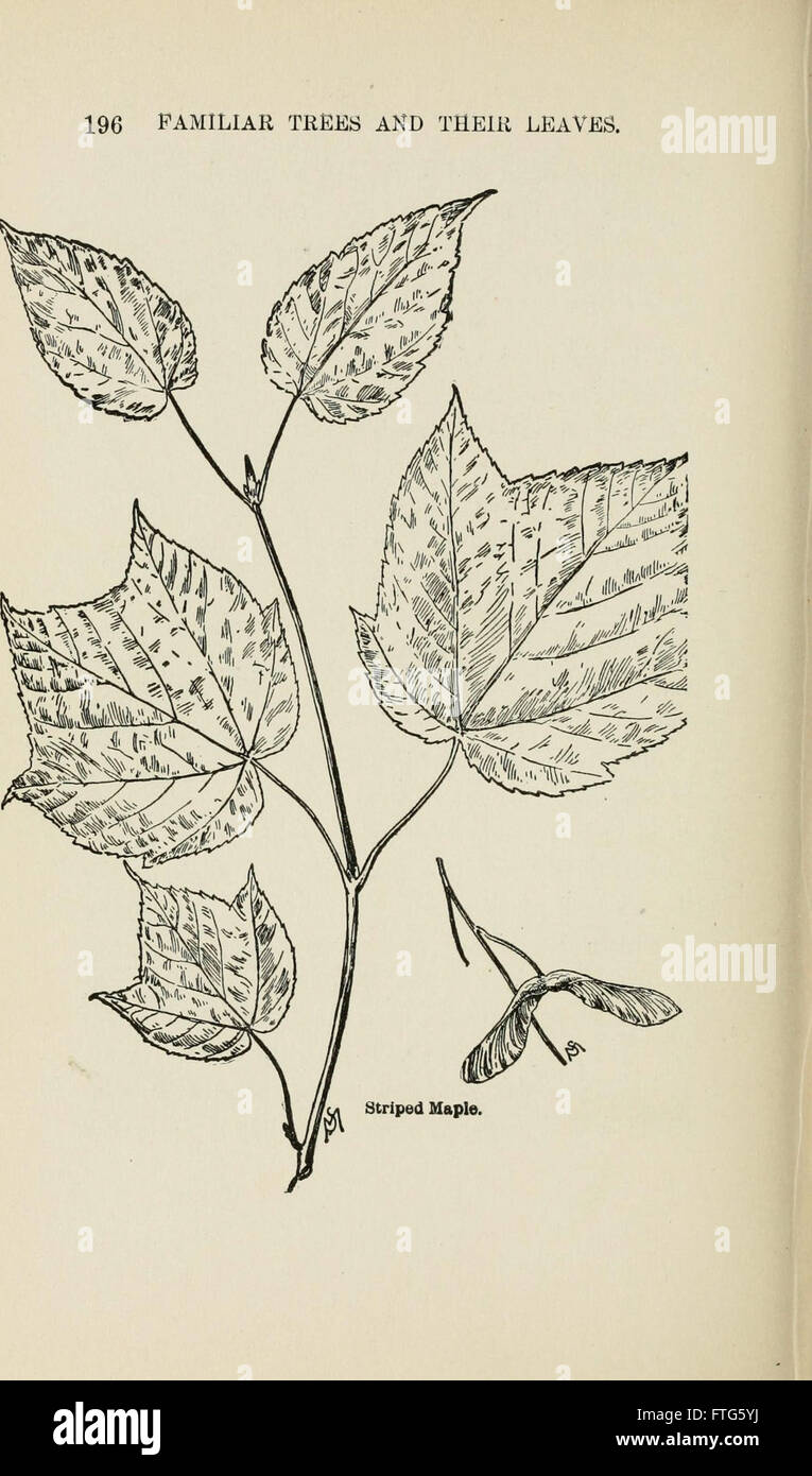 Familiar trees and their leaves, described and illustrated by F. Schuyler Mathews, with illus. in colors and over two hundred drawings by the author, and an introd. by L.H. Bailey (Page 196) Stock Photo