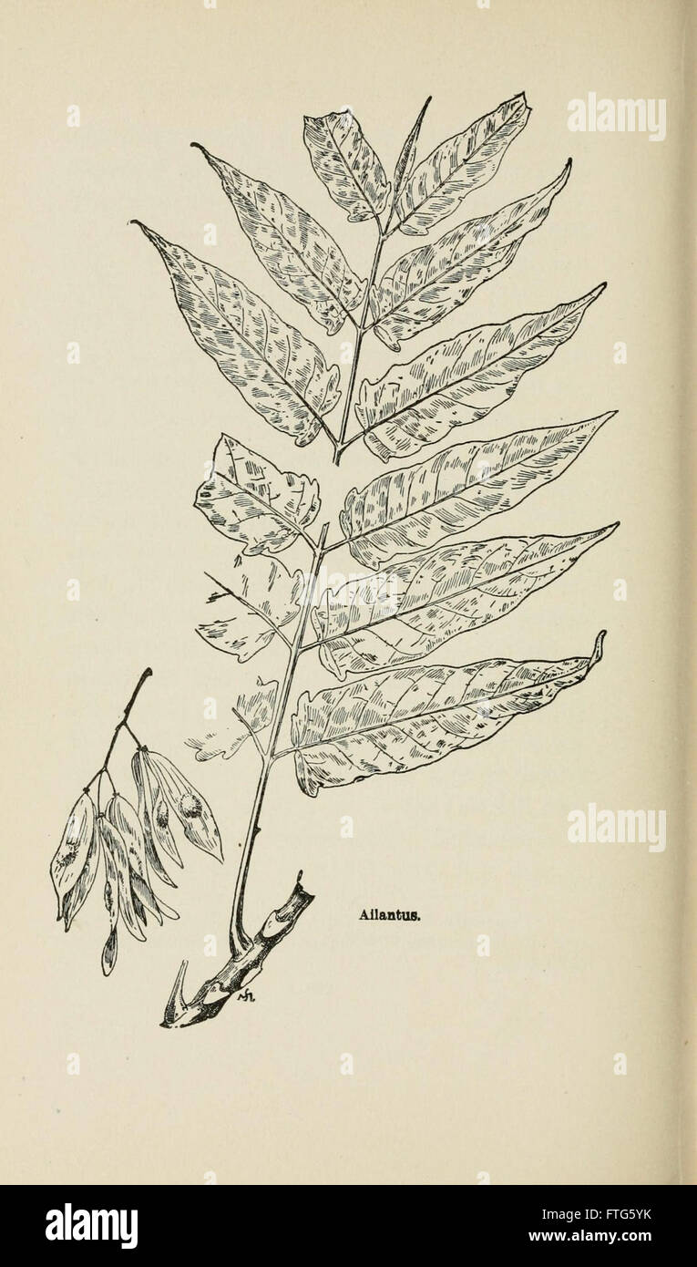 Familiar trees and their leaves, described and illustrated by F. Schuyler Mathews, with illus. in colors and over two hundred drawings by the author, and an introd. by L.H. Bailey (Page 210) Stock Photo