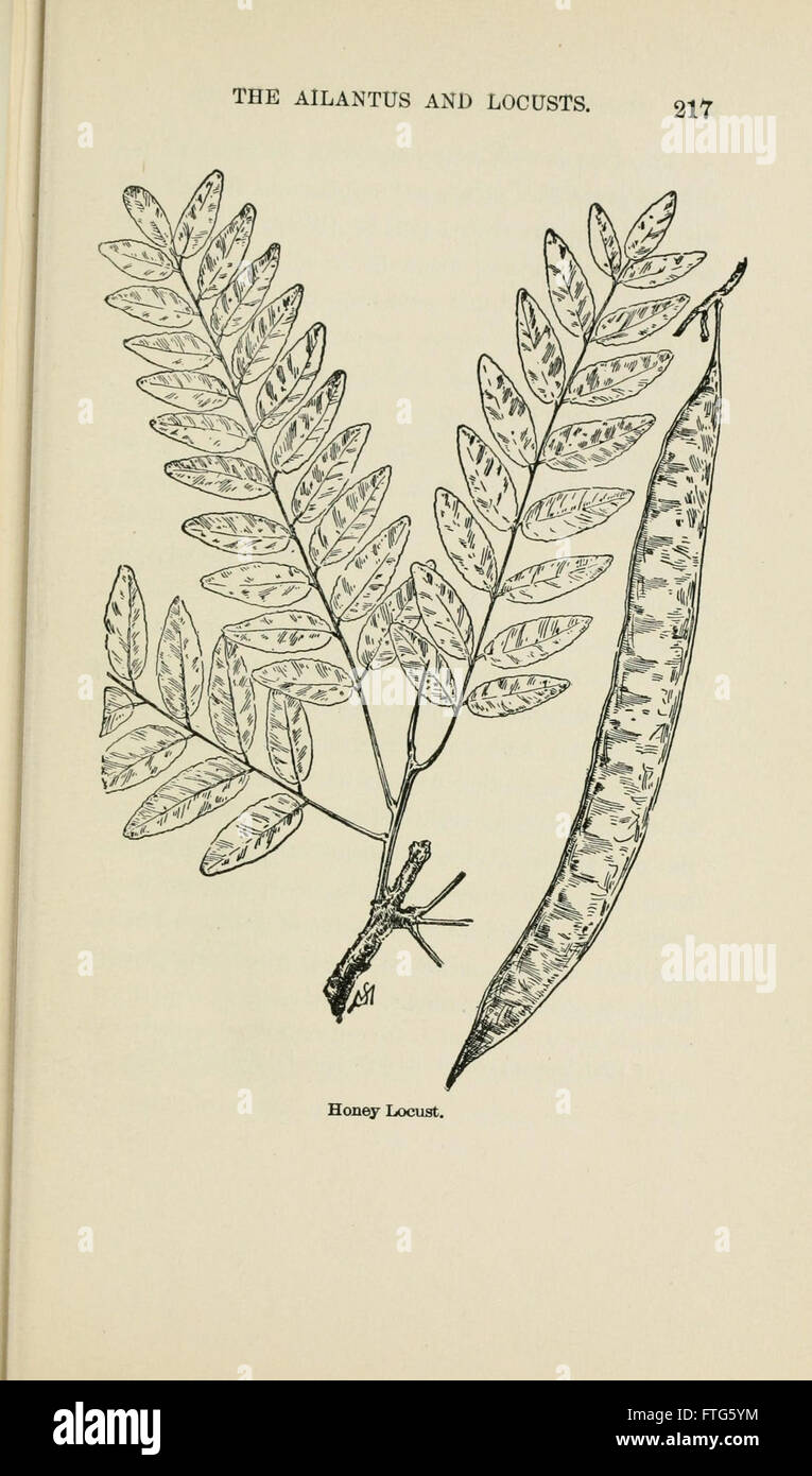 Familiar trees and their leaves, described and illustrated by F. Schuyler Mathews, with illus. in colors and over two hundred drawings by the author, and an introd. by L.H. Bailey (Page 217) Stock Photo