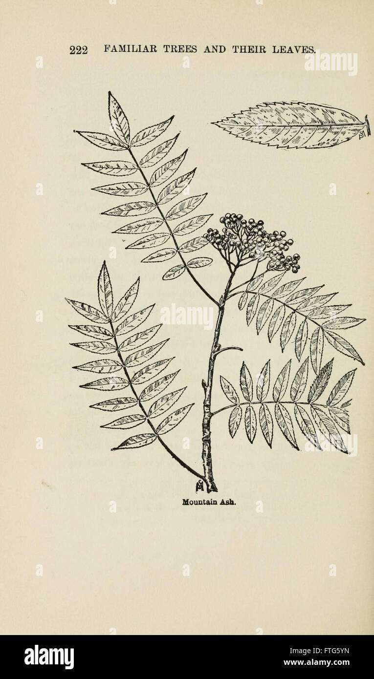 Familiar trees and their leaves, described and illustrated by F. Schuyler Mathews, with illus. in colors and over two hundred drawings by the author, and an introd. by L.H. Bailey (Page 222) Stock Photo