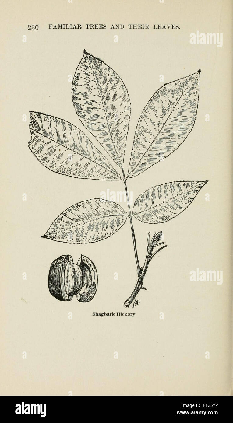 Familiar trees and their leaves, described and illustrated by F. Schuyler Mathews, with illus. in colors and over two hundred drawings by the author, and an introd. by L.H. Bailey (Page 230) Stock Photo