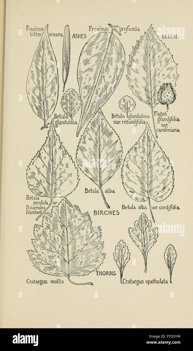 Familiar trees and their leaves, described and illustrated by F. Schuyler Mathews, with illus. in colors and over two hundred drawings by the author, and an introd. by L.H. Bailey (Page 307) Stock Photo