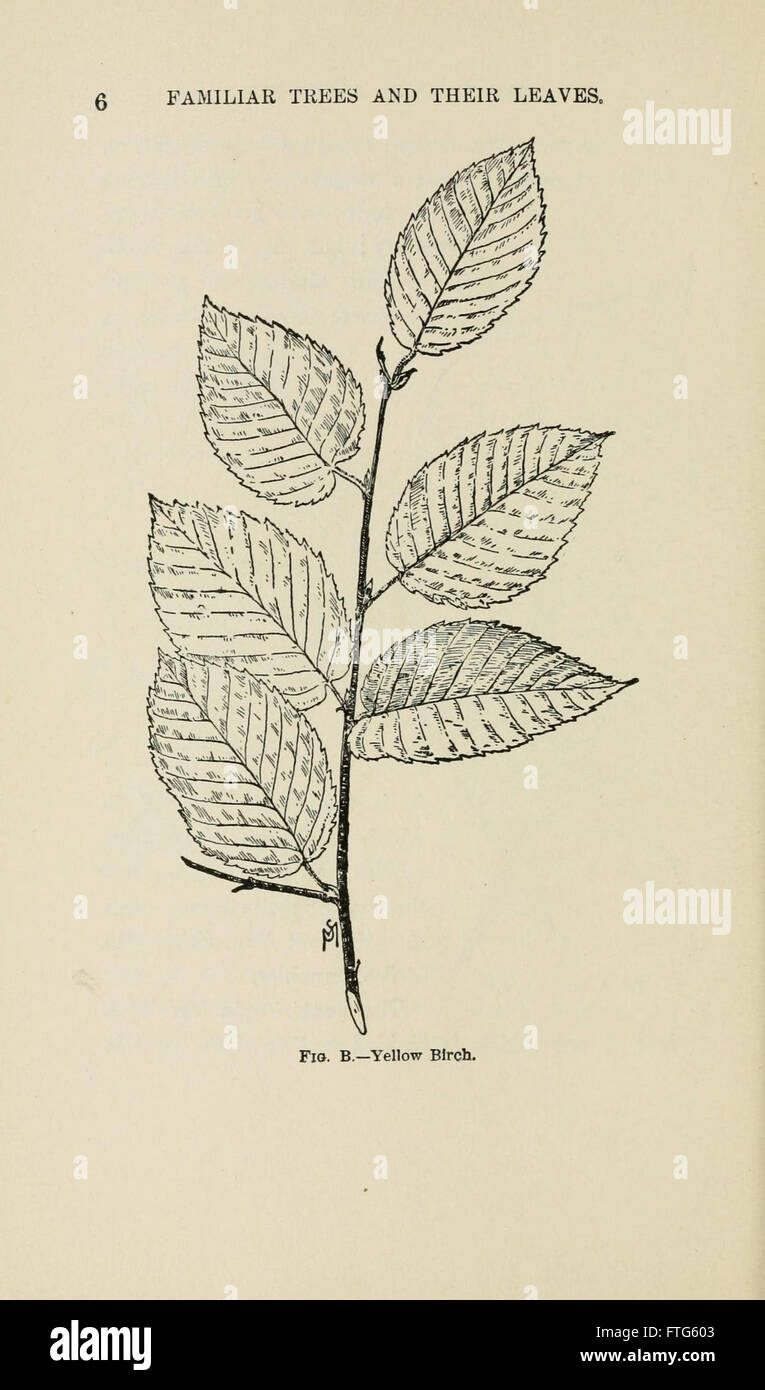 Familiar trees and their leaves, described and illustrated by F. Schuyler Mathews, with illus. in colors and over two hundred drawings by the author, and an introd. by L.H. Bailey (Page 6) Stock Photo