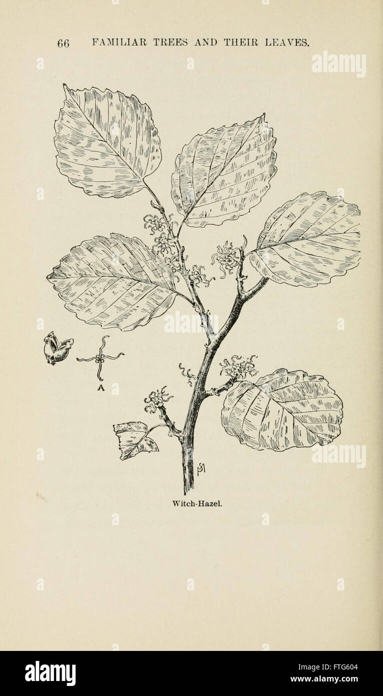 Familiar trees and their leaves, described and illustrated by F. Schuyler Mathews, with illus. in colors and over two hundred drawings by the author, and an introd. by L.H. Bailey (Page 66) Stock Photo