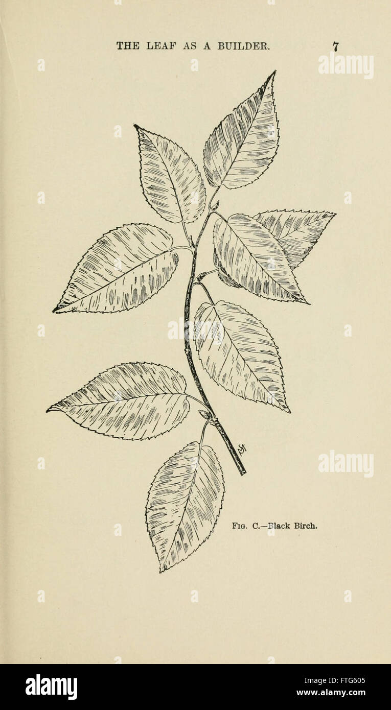 Familiar trees and their leaves, described and illustrated by F. Schuyler Mathews, with illus. in colors and over two hundred drawings by the author, and an introd. by L.H. Bailey (Page 7) Stock Photo