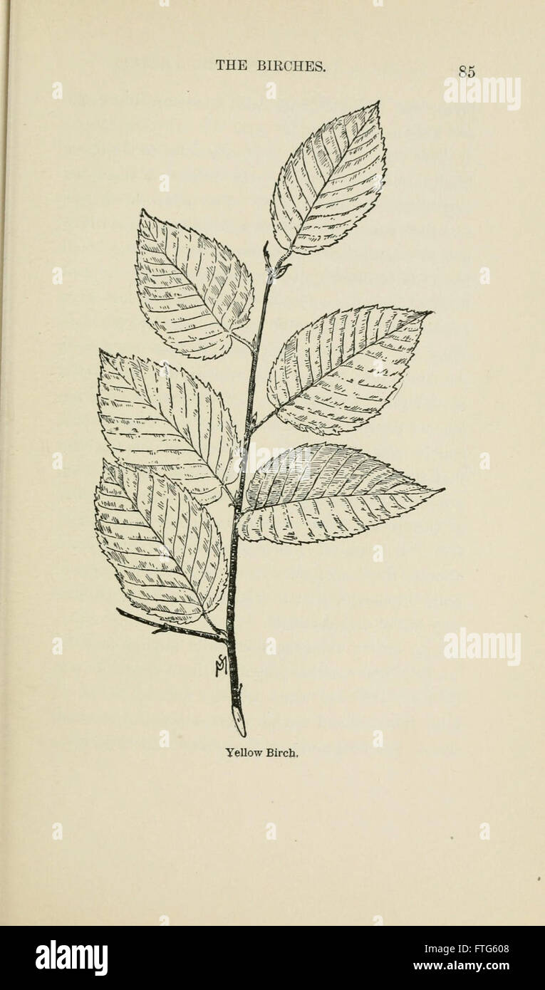 Familiar trees and their leaves, described and illustrated by F. Schuyler Mathews, with illus. in colors and over two hundred drawings by the author, and an introd. by L.H. Bailey (Page 85) Stock Photo