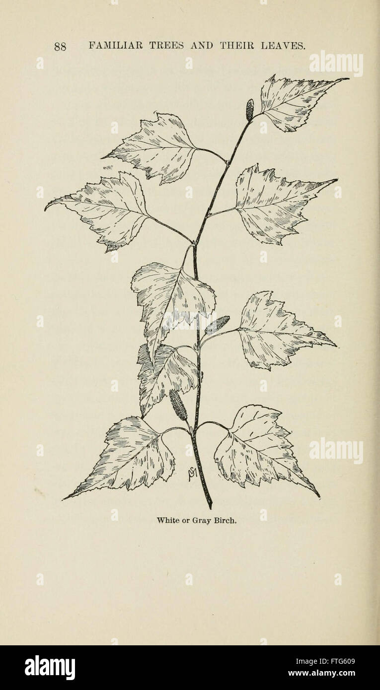 Familiar trees and their leaves, described and illustrated by F. Schuyler Mathews, with illus. in colors and over two hundred drawings by the author, and an introd. by L.H. Bailey (Page 88) Stock Photo