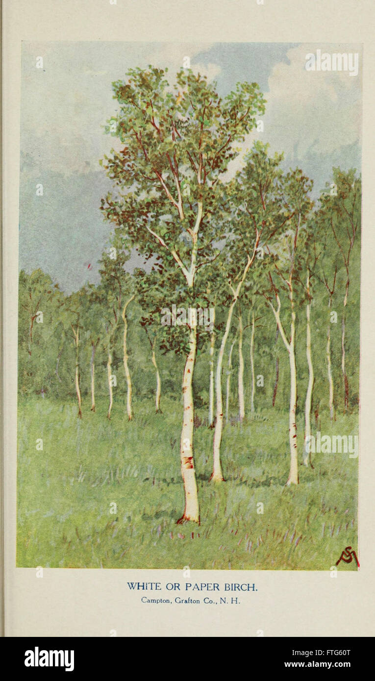 Familiar trees and their leaves, described and illustrated by F. Schuyler Mathews, with illus. in colors and over two hundred drawings by the author, and an introd. by L.H. Bailey (Plate) Stock Photo