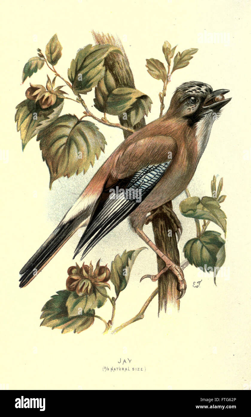 This plate presents various species of common wild birds, featuring ...