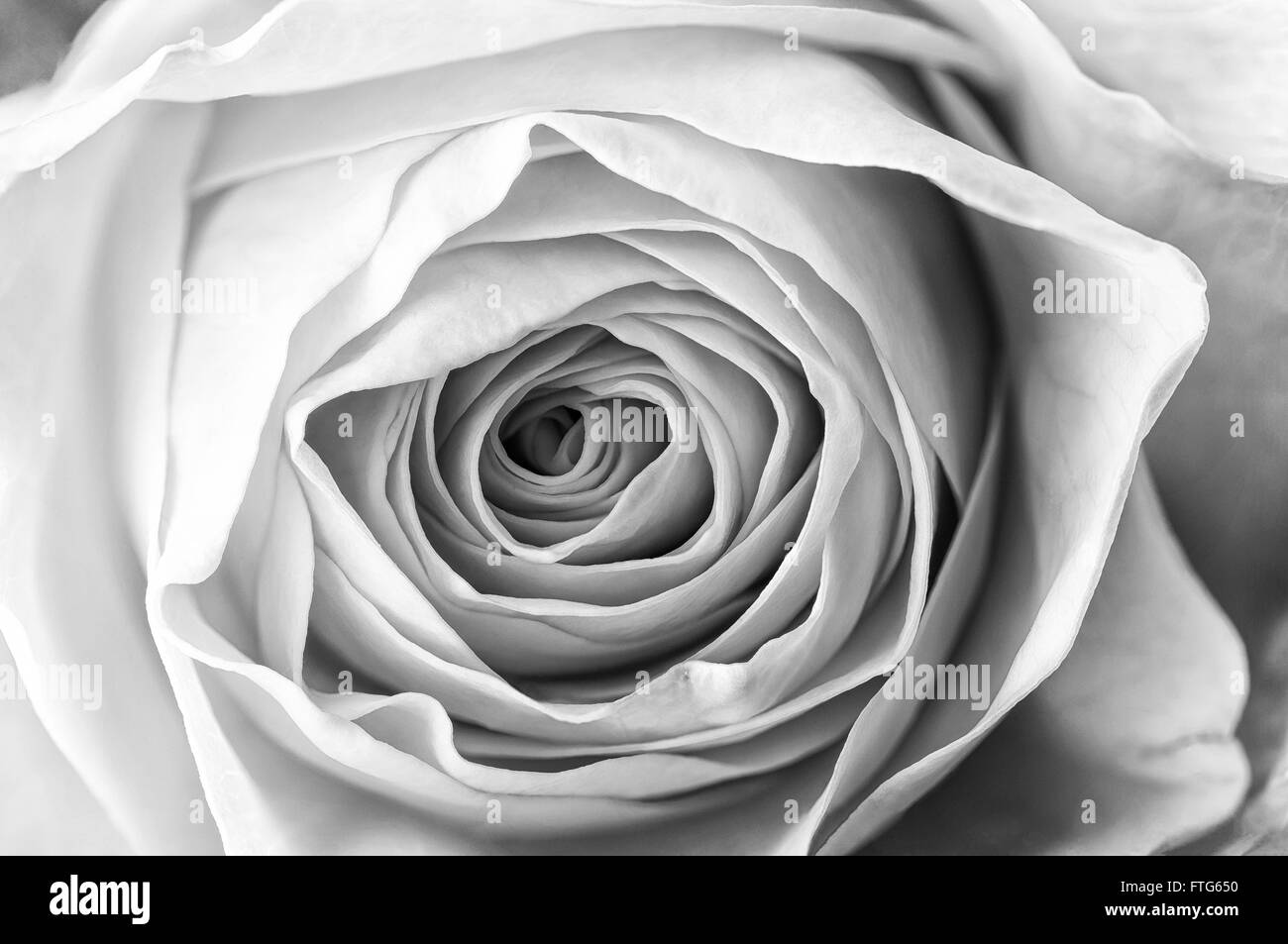 Macro of the petals of a fresh yellow rose. Black and white photo. Stock Photo