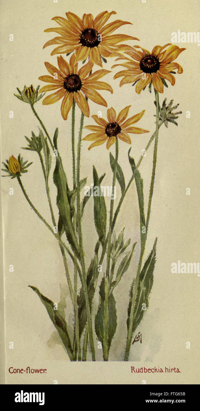 Field book of American wild flowers (Colored Plate 23) Stock Photo