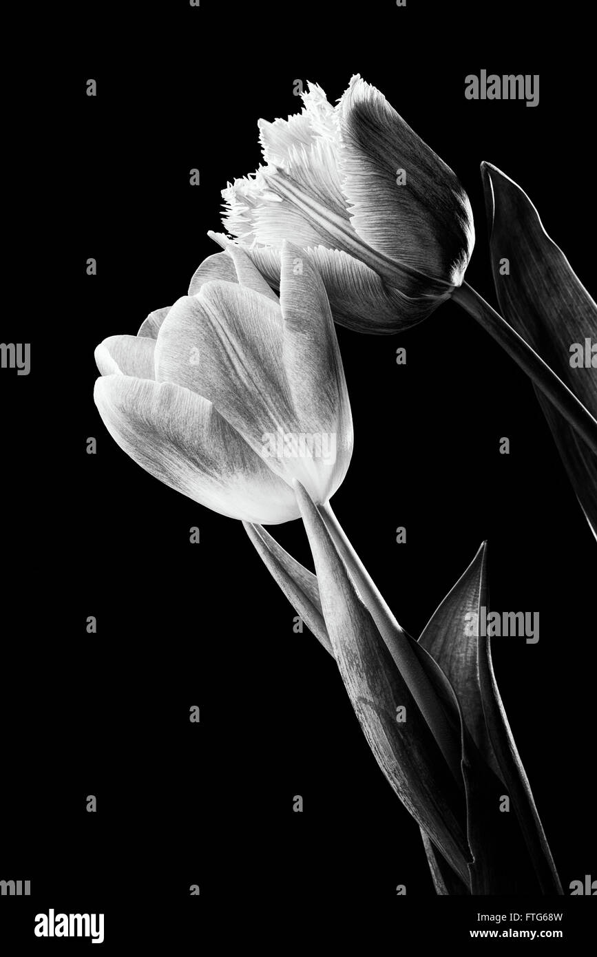 Closeup of a pink fringed tulip, tulipa crispa, and a common red tulip on black background. Black and white photo. Stock Photo