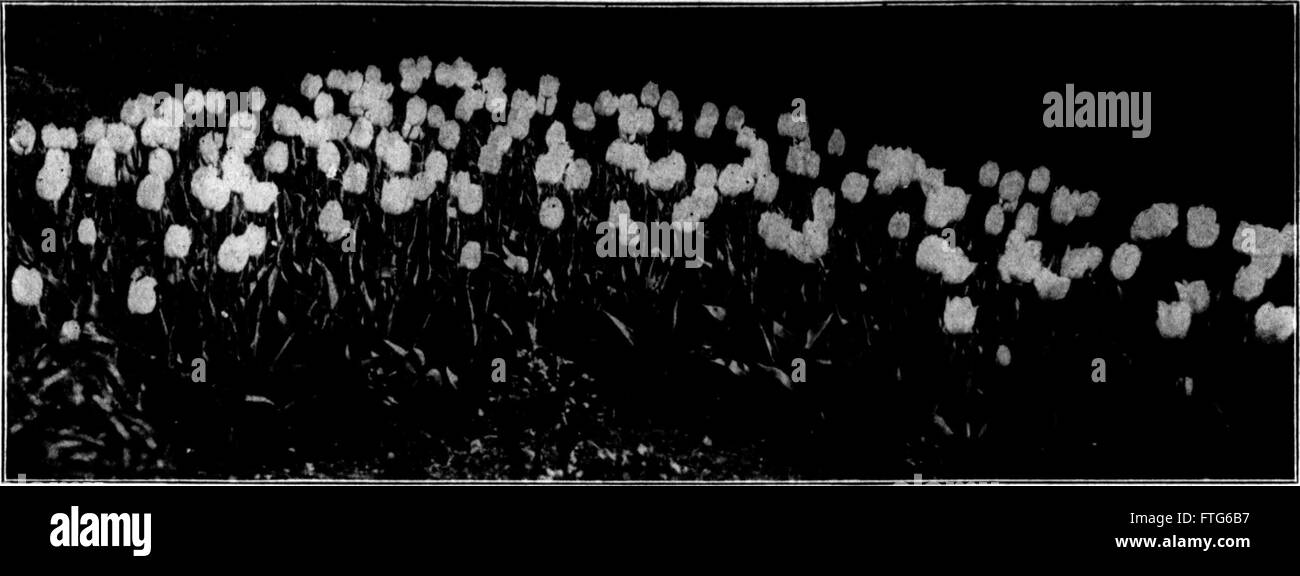 The 'Florists' Review' is a periodical dedicated to the floriculture industry, providing information on flower cultivation, industry trends, and florists’ practices. This microform edition preserves its content for historical reference. Stock Photo