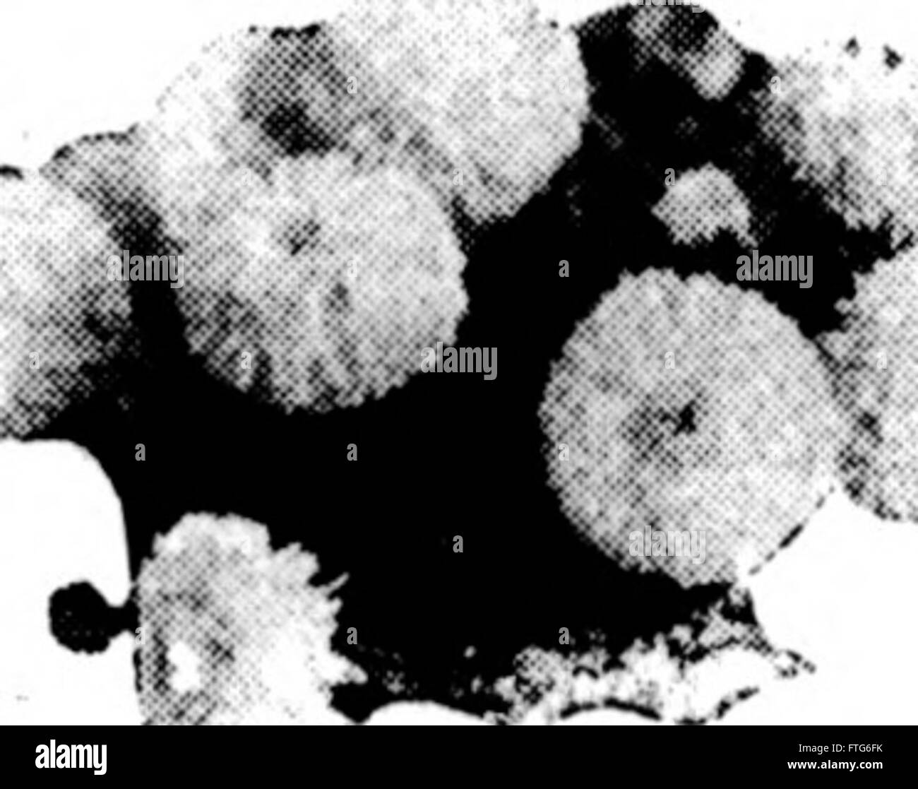 Detailing arrangements hi-res stock photography and images - Alamy