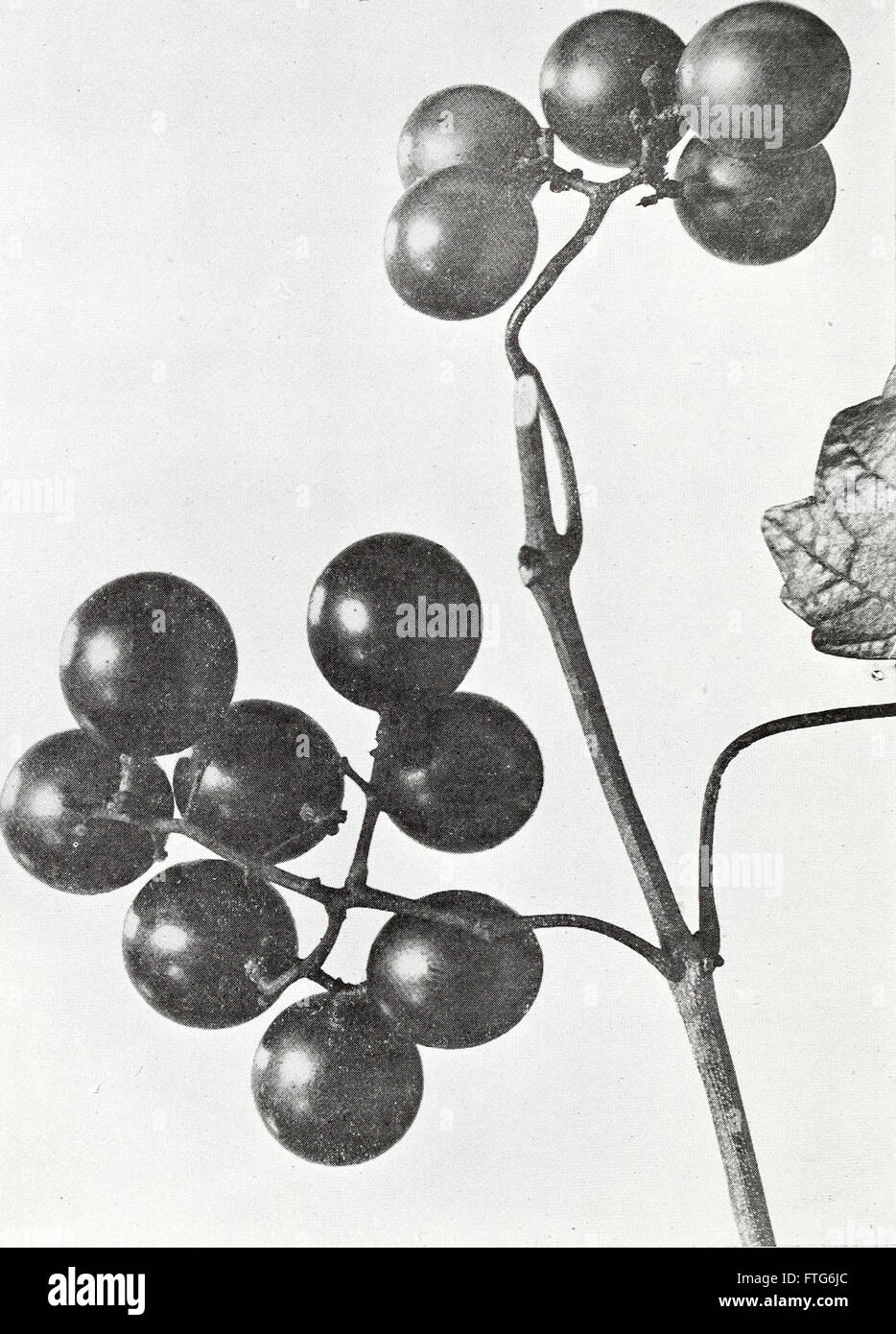 Annual report of the North Carolina Agricultural Experiment Station (1917) Stock Photo