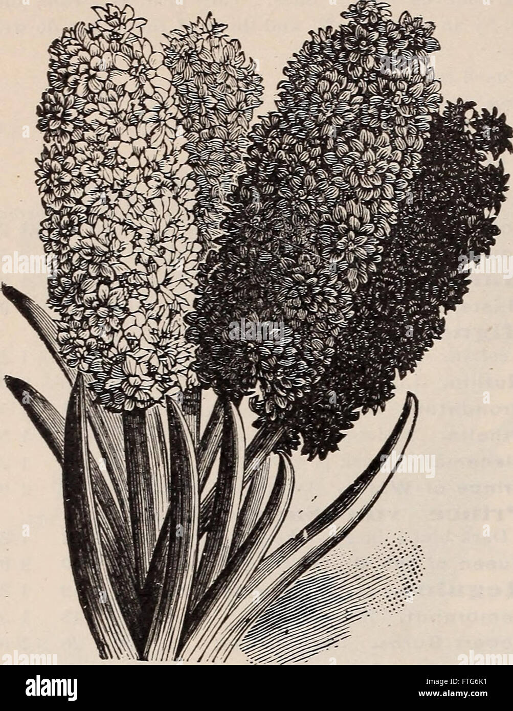 Flowering Roots and Bulbs for Fall Planting (1900) provides guidance on ...