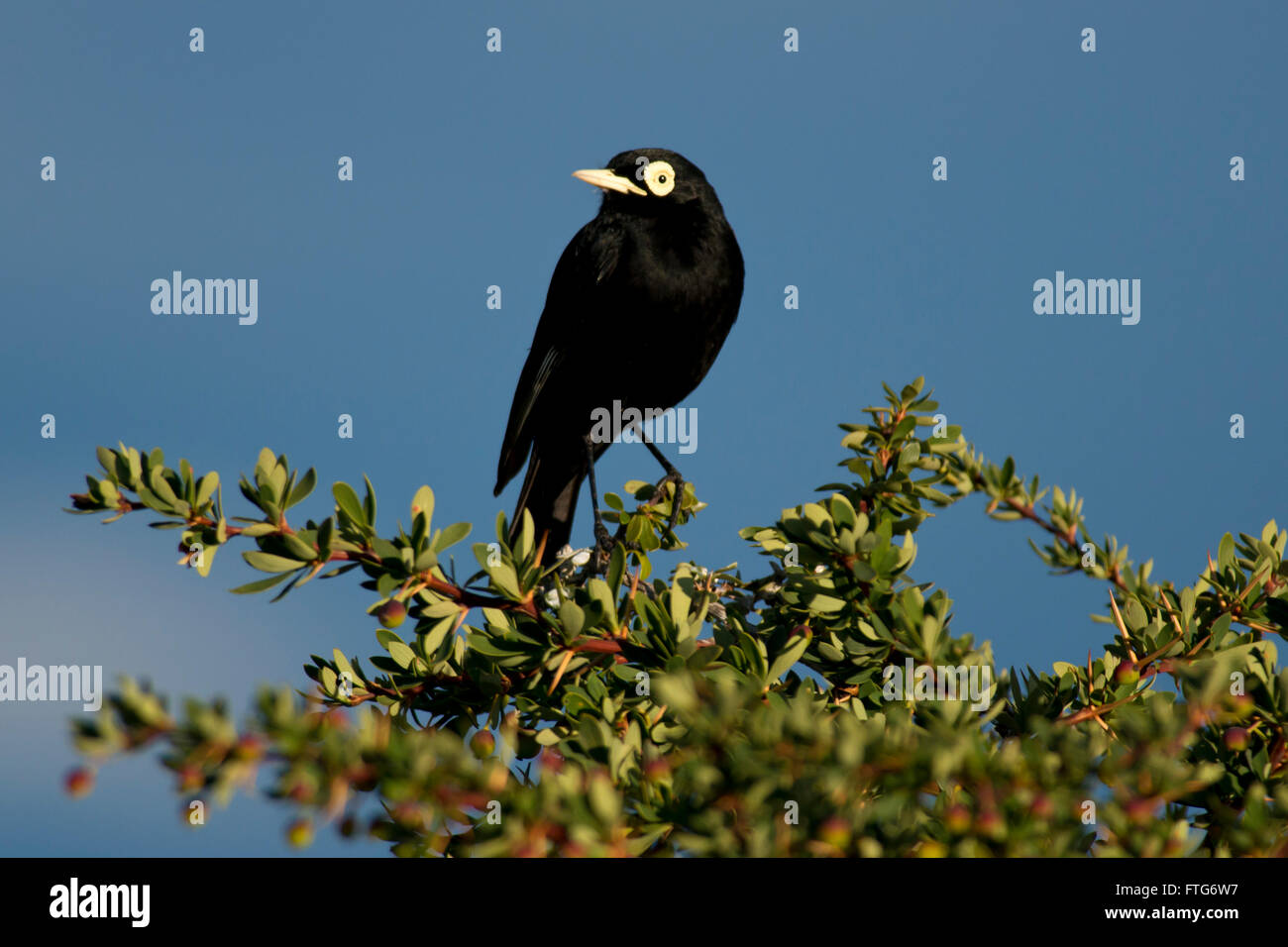 One male spectacled tyrant in laguna Nimez, Patagonia, Argentina Stock Photo