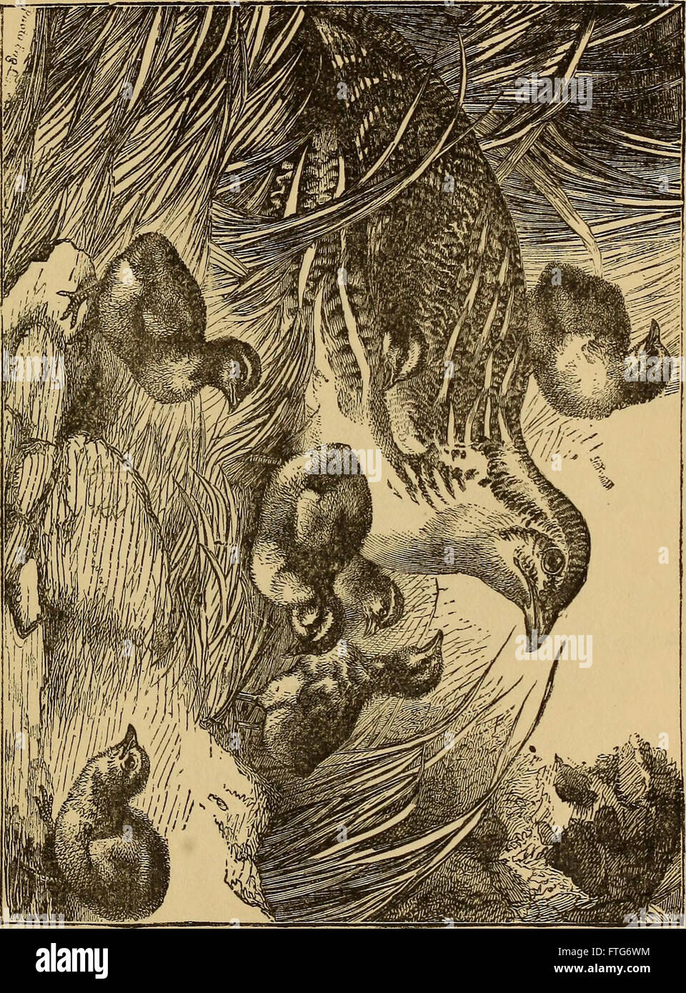 Four feet, wings, and fins (1879 Stock Photo Alamy