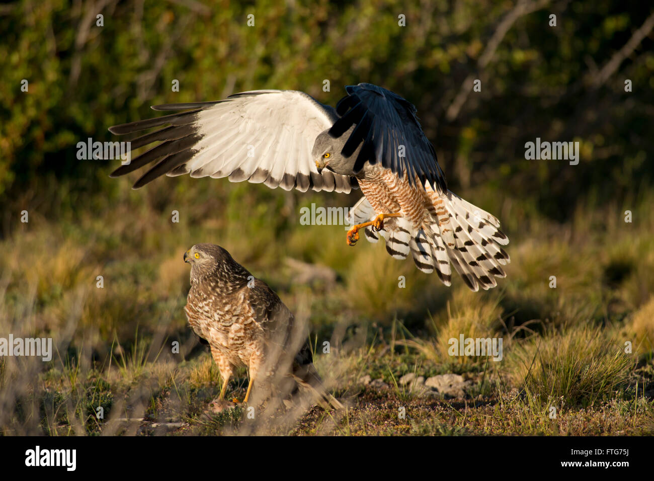 Male cinereous harrier flying at female harrier in the Laguna Nimez in Patagonia, Argentina Stock Photo