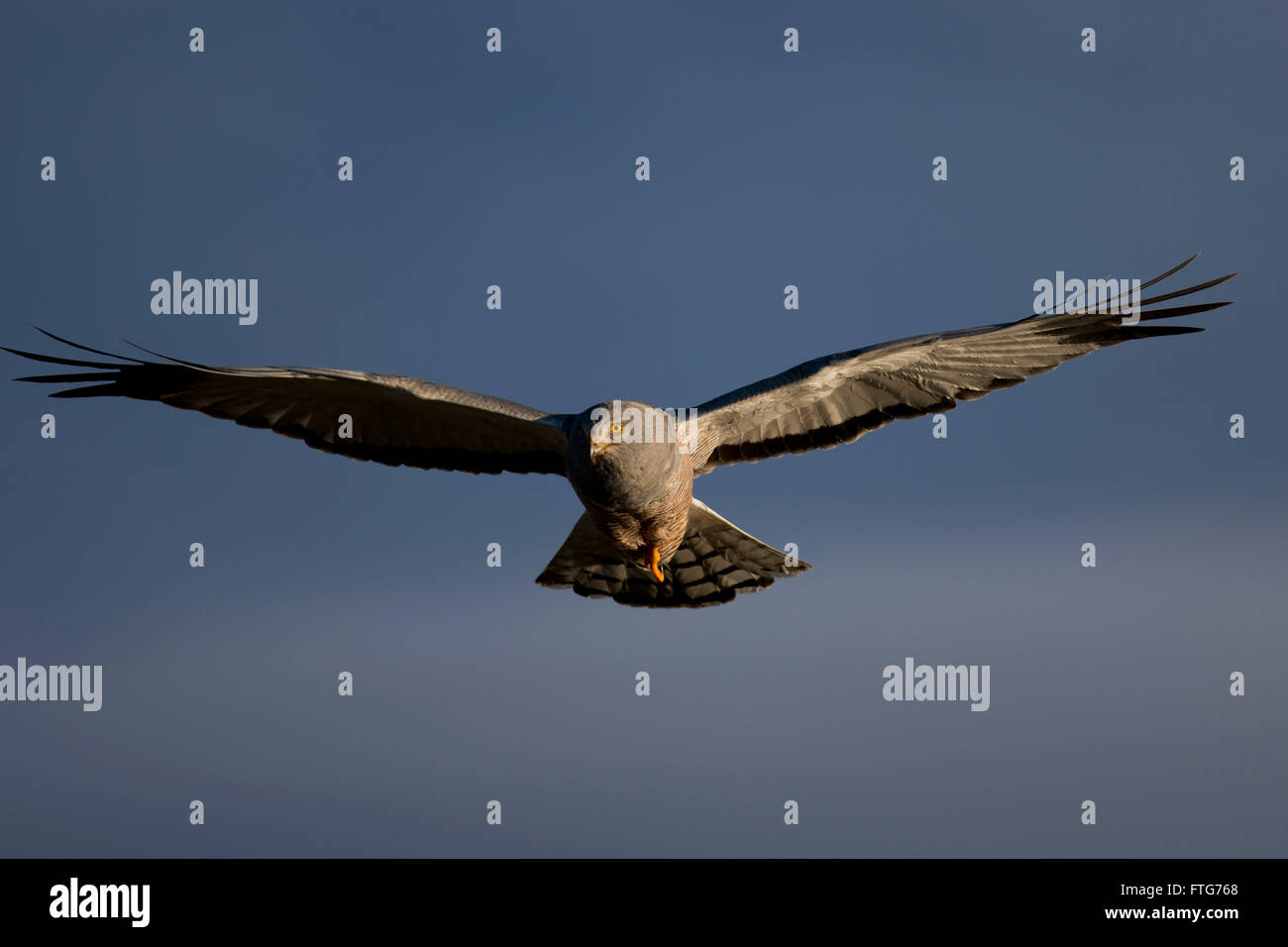 Flying harrier hi-res stock photography and images - Alamy