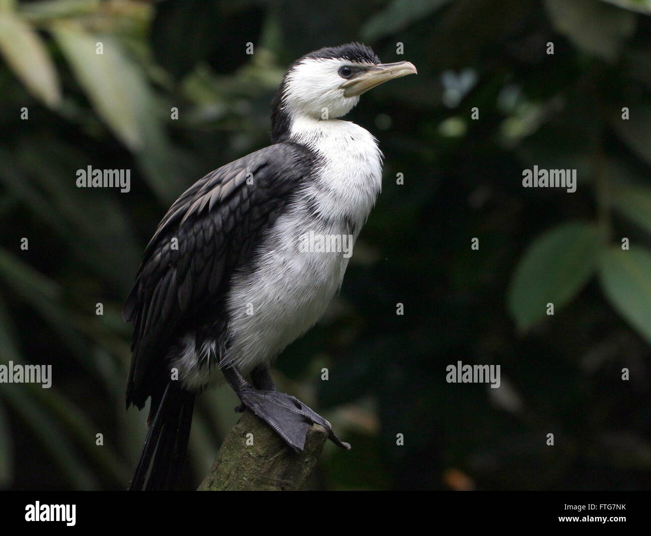 Australian Little Pied Cormorant or Little shag (Microcarbo melanoleucos, Phalacrocorax melanoleucos) at Burgers Zoo Arnhem Stock Photo