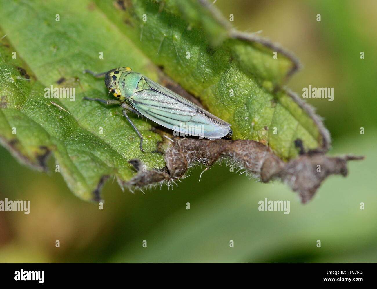 European Green Leafhopper (Cicadella viridis) posing on a leaf Stock Photo