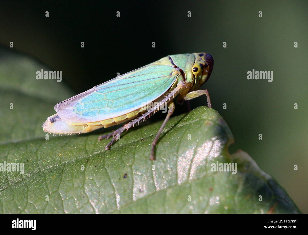 Green leafhopper hi-res stock photography and images - Alamy